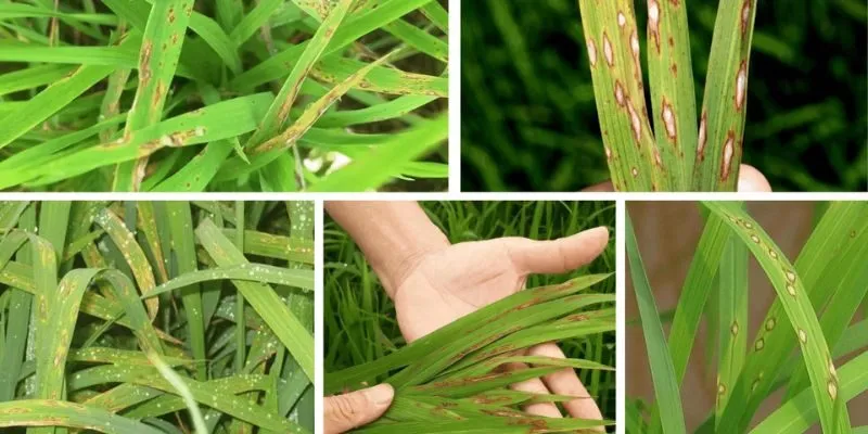 Cây lương thực và hoa màu